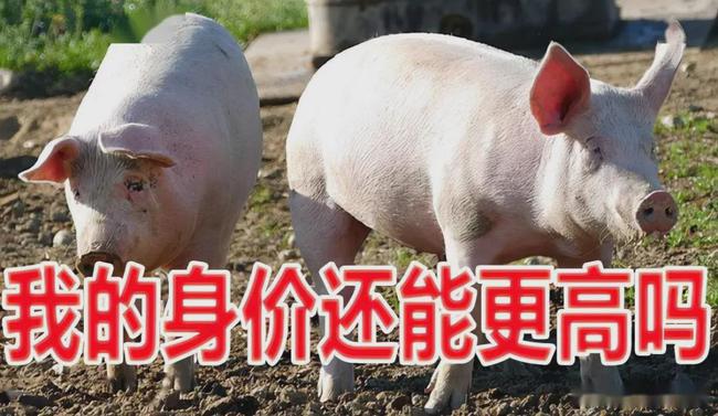 豬價8元橫盤，3月變盤窗口，上下如何選擇？