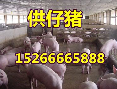 三元仔豬批發(fā)價格15266665888